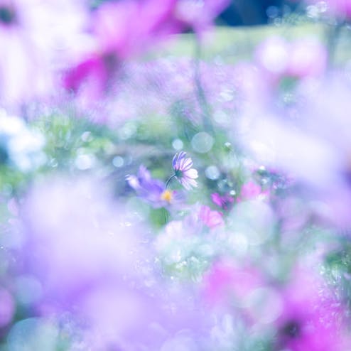 あわじ花さじき