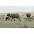 Masai Mara national reserve,Kenya🇰🇪
草食動物もしっかり見れました🐘🦒🦛🦌🐗