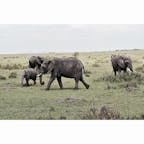 Masai Mara national reserve,Kenya🇰🇪
草食動物もしっかり見れました🐘🦒🦛🦌🐗
