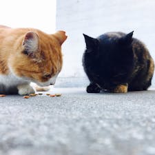 男木島の猫たち