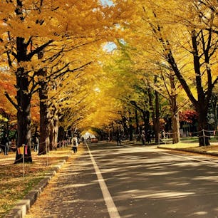 北海道大学×銀杏並木