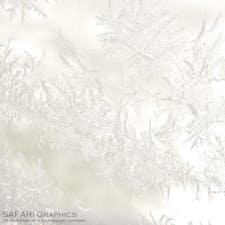 旭岳ロープウェイの姿見駅より、空気中の水蒸気が凍ってできた窓霜。霜も雪の結晶も1つとして同じ形のものはできないそうです。#北海道　#旭岳ロープウェイ