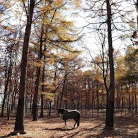 北海道ノーザンホースパーク
神秘的なお馬さん。