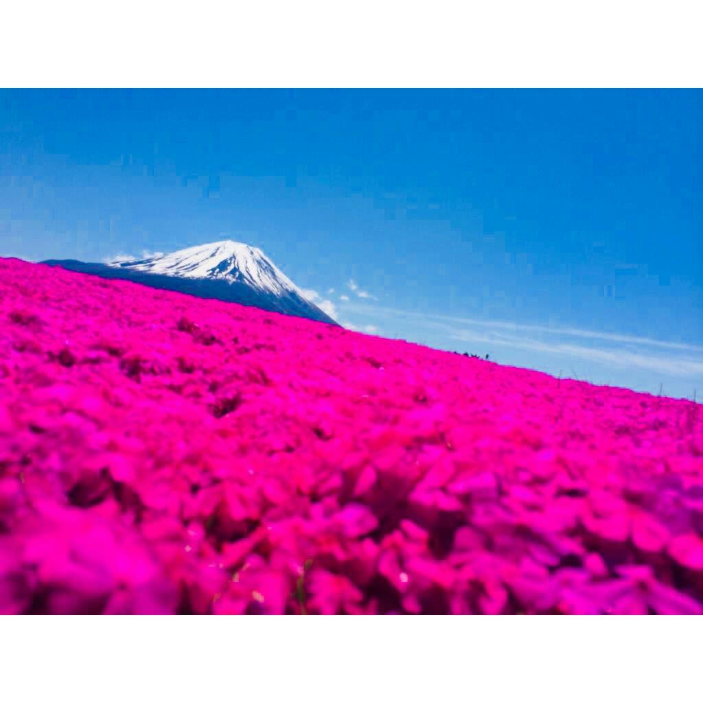 富士芝桜まつり 富士本栖湖リゾート の投稿写真 感想 みどころ 山梨芝桜 富士をバックに トリップノート 富士芝桜まつり 富士本栖湖リゾート の投稿写真 感想 みどころ 山梨芝桜 富士をバックに トリップノート