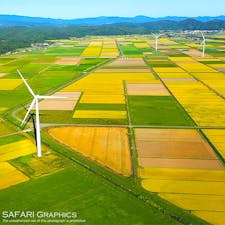 北海道江差町の田園風景。色付いた稲穂が垂れる黄金色の水田に、ゆっくりと回る風車がより北海道らしさを演出しています！道の駅あっさぶから江差の中心部に向かう途中で見られる景色です。#北海道　#江差町　#厚沢部町