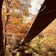 茨城
花貫渓谷の汐見滝吊り橋
紅葉は来週あたりが　見頃でしょうね