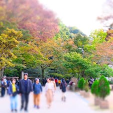 大阪 箕面の滝
11月上旬だったので、紅葉を狙っては行ったが大分早かった。1番紅葉してたのがこの路。