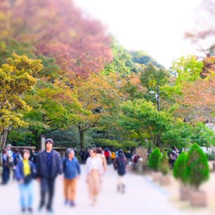 大阪 箕面の滝
11月上旬だったので、紅葉を狙っては行ったが大分早かった。1番紅葉してたのがこの路。