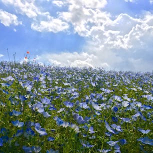 ひたちなか ネモフィラ
