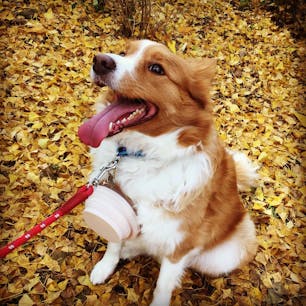 国営昭和記念公園

広大な敷地にイチョウを始め、たくさんの四季折々の自然を楽しめます！！
ワンコもこの満喫ぶり♪