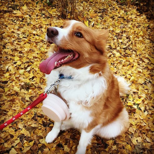 国営昭和記念公園