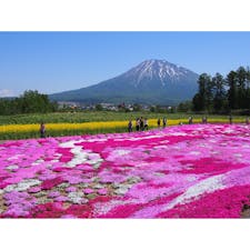 北海道 三島さんの芝桜庭園