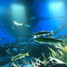 サンシャイン水族館
日本の清流