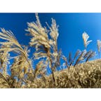 岩湧山。この時期はすすきがきれい。黄金の世界。
#大阪 #山