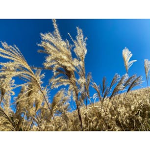 岩湧山。この時期はすすきがきれい。黄金の世界。
#大阪 #山