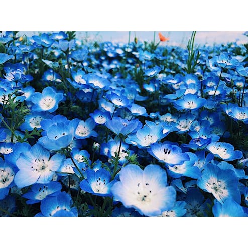 国営ひたち海浜公園