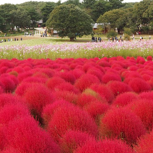 国営ひたち海浜公園