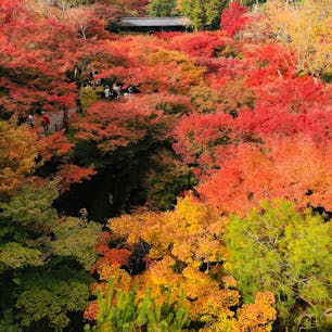 京都　東福寺。
目に入る全てが紅葉😳