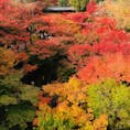 京都　東福寺。
目に入る全てが紅葉😳