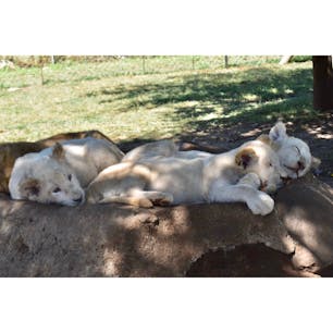 lion & safari park🦁SA🇿🇦
ヨハネから車で1時間くらい🚗
本格的ではないけどライオンの赤ちゃんと触れ合えるサファリパーク.
kidsがたくさんいて家族連れにも人気の場所.