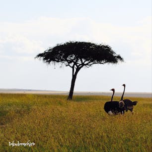 タンザニア*
サバンナで出会ったお散歩中のダチョウ様ご夫妻。
ほのぼのと絵になる姿にホッコリ✨