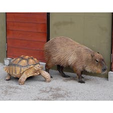 山口県
秋吉台サファリランド