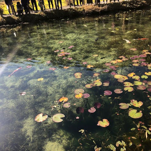 モネの池・根道神社