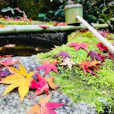 京都 大徳寺高桐院のおつくりばい