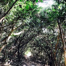 糸島！となりのトトロ！