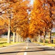 メタセコイア並木

四季折々の風景が見られる場所。
秋は紅葉。

#滋賀#マキノ高原#メタセコイア並木#紅葉
