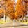 メタセコイア並木

四季折々の風景が見られる場所。
秋は紅葉。

#滋賀#マキノ高原#メタセコイア並木#紅葉