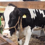 2017.05.20
🏕: 函館牛乳(北海道/函館)
📷:EOS kiss x9i
牛さんがたくさんおりました！🐄
