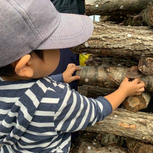 桔梗原農園で別格・激旨な原木しいたけが買える！しいたけ狩り体験もできる！

もちろん、オールシーズンやってます！

https://irankarapte-shiraoi.info/experience-shiitakepicking