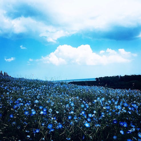 国営ひたち海浜公園
