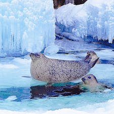 北海道
旭山動物園