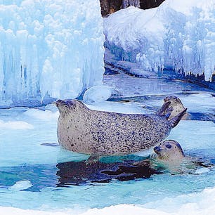 北海道
旭山動物園
