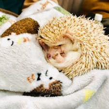 大阪 難波 ハリネズミ専門店 ROCK STAR