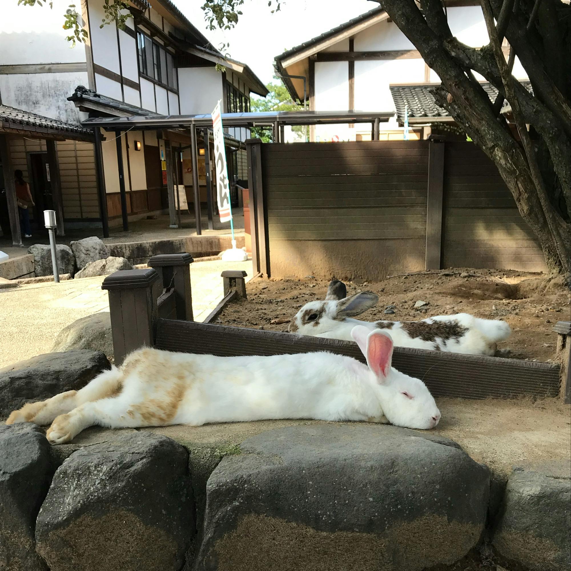 月うさぎの里の投稿写真 感想 みどころ 月うさぎの里 トリップノート