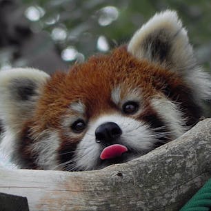北海道
旭山動物園