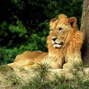 山口県
秋吉台サファリランド