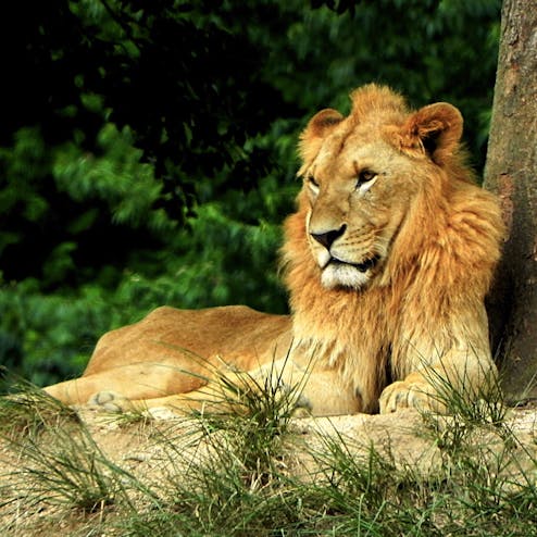 秋吉台サファリランド