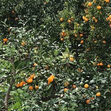 静岡と言ったらこれ、冬の果物と言ったらこれですよね🍊