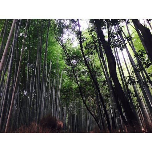 嵐山 竹林の小径