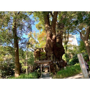 2019年12月12日 #来宮神社
何度見てもすごい木 ☺︎