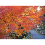 【愛知】



豊橋にある普門寺です。
ここは12/15現在、紅葉が見頃です👍