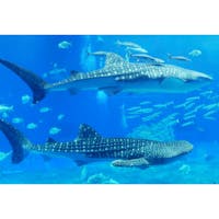 21年 沖縄美ら海水族館 おきなわちゅらうみすいぞくかん はどんなところ 周辺のみどころ 人気スポットも紹介します