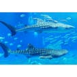 美ら海水族館
今年の2月に沖縄に行った時に、ジンベエザメ見たさに美ら海水族館に行きました。
ちょうど2頭並んで泳いでくれました✨

#沖縄県 #美ら海水族館