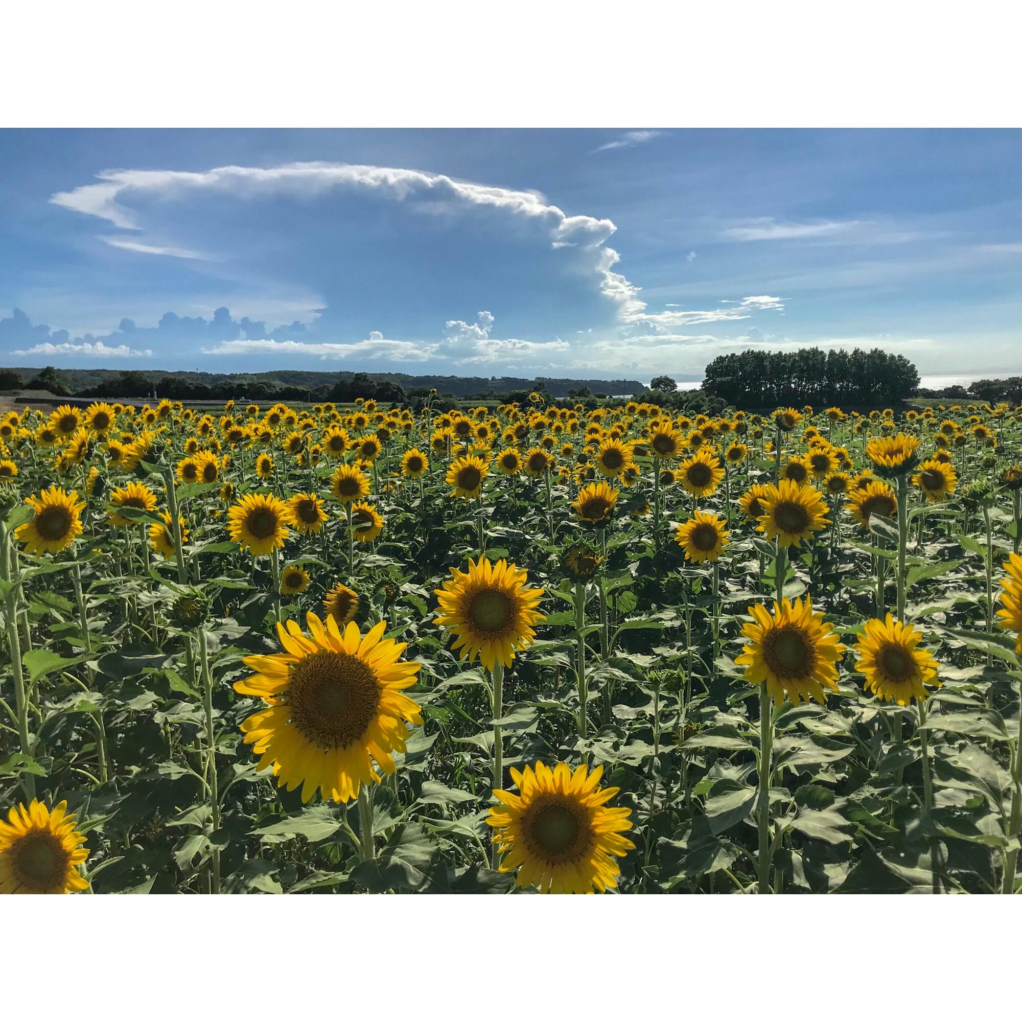 長崎鼻リゾートキャンプ場 花公園の投稿写真 感想 みどころ 長崎鼻豊後高田市にある長崎鼻は 夏になるとひまわり畑になり トリップノート 長崎鼻リゾートキャンプ場 花公園の投稿写真 感想 みどころ 長崎鼻豊後高田市にある長崎鼻は 夏になるとひまわり畑になり トリップノート