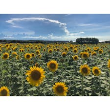 長崎鼻
豊後高田市にある長崎鼻は、夏になるとひまわり畑になります。
かなり暑い日でたくさんのひまわりが咲いているように見えますが、これでもまだまだ咲いていないひまわりがたくさんありました。

#大分県 #豊後高田市 #長崎鼻 #ひまわり畑