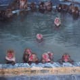 函館の熱帯植物園のお猿さんたち。とっても良い顔して温泉に浸かってます♨️しかし見てる人間はとっても寒い…